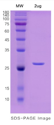 SDS-PAGE (C1QTNF1-0052H).jpg